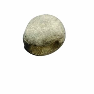 Laxmi Narayan Shaligram 100% Genuine & Rare 291 Gram (Lakshmi narayan) - Image 2