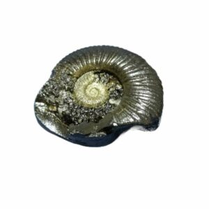 Laxmi Narayan Shaligram 100% Genuine & Rare 635 Gram (Lakshmi narayan) - Image 2