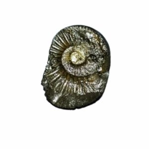Laxmi Narayan Shaligram 100% Genuine & Rare 180 Gram (Lakshmi narayan) - Image 4