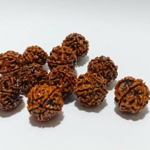 Nepali 5 Mukhi Rudraksha Bead (11 Pieces) - To Gift Or Worship - Image 3