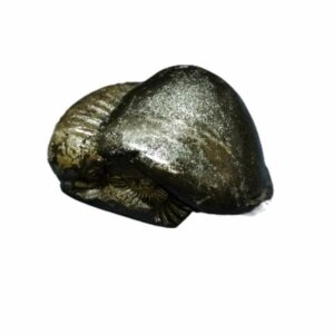 Laxmi Narayan Shaligram 100% Genuine & Rare 495 Gram (Lakshmi narayan) - Image 5