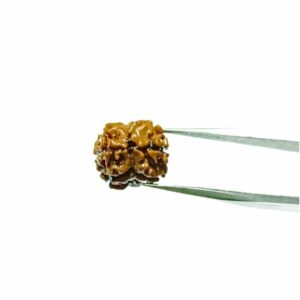 Mantrit (Energized) 2 Mukhi Rudraksha (Nepali) bead 15mm  With X-ray Report - Image 2