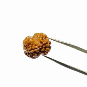 Mantrit (Energized) 2 Mukhi Rudraksha (Nepali) bead 18.5mm With X-ray Report - Image 2