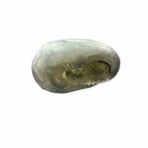 Laxmi Narayan Shaligram 100% Genuine & Rare 456 Gram (Lakshmi narayan) - Image 3