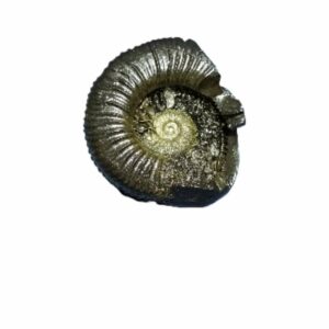 Laxmi Narayan Shaligram 100% Genuine & Rare 635 Gram (Lakshmi narayan) - Image 3