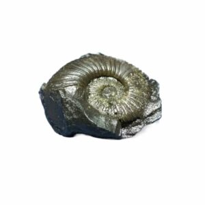 Laxmi Narayan Shaligram 100% Genuine & Rare 280 Gram (Lakshmi narayan) - Image 2