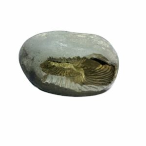 Laxmi Narayan Shaligram 100% Genuine & Rare 363 Gram (Lakshmi narayan) - Image 1