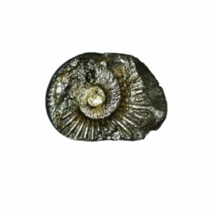 Laxmi Narayan Shaligram 100% Genuine & Rare 180 Gram (Lakshmi narayan) - Image 1
