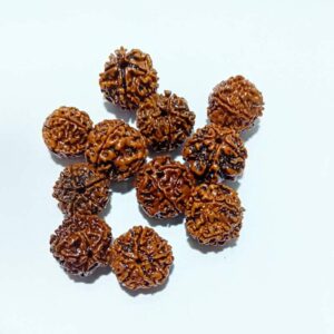 Nepali 5 Mukhi Rudraksha Bead (11 Pieces) - To Gift Or Worship - Image 2