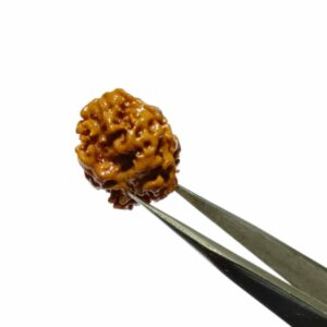 Mantrit (Energized) 2 Mukhi Rudraksha (Nepali) bead 18.5mm With X-ray Report - Image 3