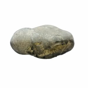 Laxmi Narayan Shaligram 100% Genuine & Rare 422 Gram (Lakshmi narayan) - Image 3