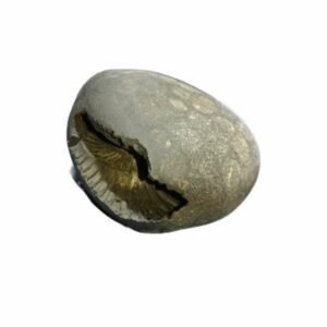 Laxmi Narayan Shaligram 100% Genuine & Rare 363 Gram (Lakshmi narayan) - Image 3