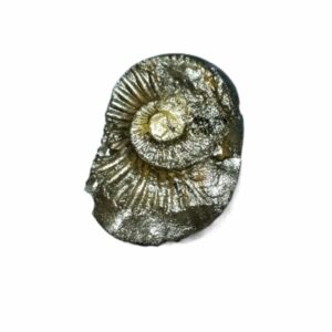 Laxmi Narayan Shaligram 100% Genuine & Rare 180 Gram (Lakshmi narayan) - Image 3
