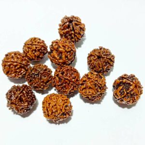 Nepali 5 Mukhi Rudraksha Bead (11 Pieces) - To Gift Or Worship - Image 1