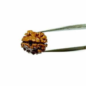 Mantrit (Energized) 2 Mukhi Rudraksha (Nepali) bead 15mm  With X-ray Report - Image 3