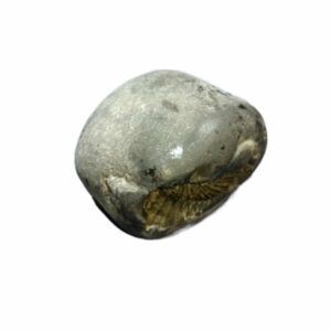 Laxmi Narayan Shaligram 100% Genuine & Rare 352 Gram (Lakshmi narayan) - Image 4