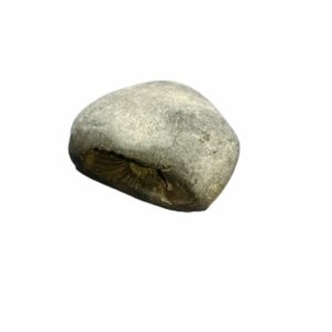 Laxmi Narayan Shaligram 100% Genuine & Rare 456 Gram (Lakshmi narayan) - Image 5