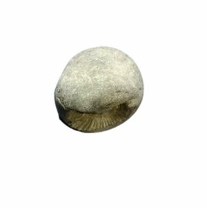 Laxmi Narayan Shaligram 100% Genuine & Rare 291 Gram (Lakshmi narayan) - Image 4