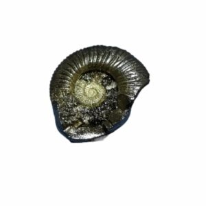 Laxmi Narayan Shaligram 100% Genuine & Rare 635 Gram (Lakshmi narayan) - Image 1