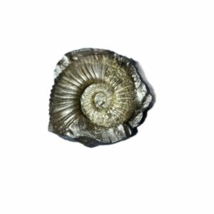 Laxmi Narayan Shaligram 100% Genuine & Rare 280 Gram (Lakshmi narayan) - Image 1