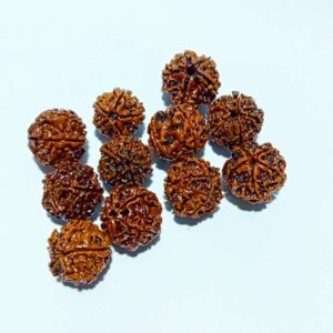 Nepali 5 Mukhi Rudraksha Bead (11 Pieces) - To Gift Or Worship - Image 4