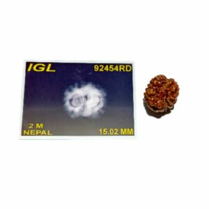 Mantrit (Energized) 2 Mukhi Rudraksha (Nepali) bead 15mm  With X-ray Report - Image 4