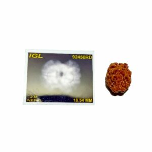 Mantrit (Energized) 2 Mukhi Rudraksha (Nepali) bead 18.5mm With X-ray Report - Image 4
