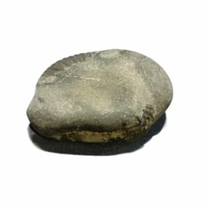 Laxmi Narayan Shaligram 100% Genuine & Rare 422 Gram (Lakshmi narayan) - Image 4