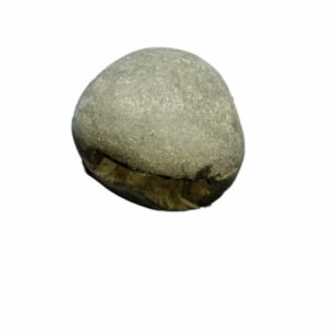 Laxmi Narayan Shaligram 100% Genuine & Rare 291 Gram (Lakshmi narayan) - Image 5