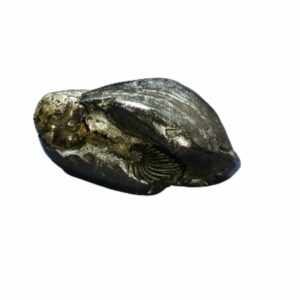 Laxmi Narayan Shaligram 100% Genuine & Rare 495 Gram (Lakshmi narayan) - Image 4