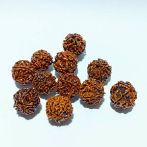 Nepali 5 Mukhi Rudraksha Bead (11 Pieces) - To Gift Or Worship - Image 5