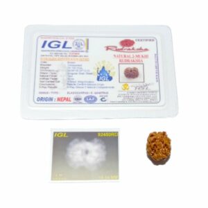 Mantrit (Energized) 2 Mukhi Rudraksha (Nepali) bead 18.5mm With X-ray Report - Image 5