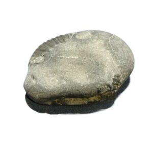 Laxmi Narayan Shaligram 100% Genuine & Rare 422 Gram (Lakshmi narayan) - Image 5