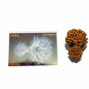 Mantrit (Energized) 9 Mukhi Garbh Gauri Rudraksha 27mm With X-ray Report & Lab Certification - Image 2