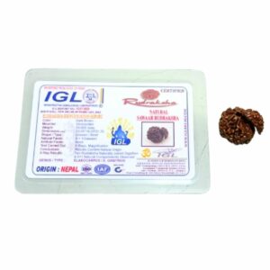Mantrit (Energized) Natural Sawaar Rudraksha 3 gram & 23mm Certified - Image 2
