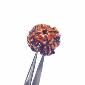 Free 4 Mukhi Rudraksha Original - *Delivery Charges only Rs 99 - Image 3