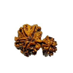 Mantrit (Energized) 9 Mukhi Garbh Gauri Rudraksha 27mm With X-ray Report & Lab Certification - Image 3
