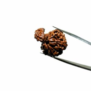 Mantrit (Energized) Natural Sawaar Rudraksha 3 gram & 23mm Certified - Image 5