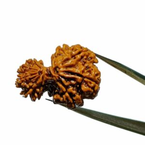 Mantrit (Energized) 9 Mukhi Garbh Gauri Rudraksha 27mm With X-ray Report & Lab Certification - Image 4