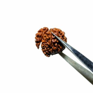 Mantrit (Energized) Natural Sawaar Rudraksha 3 gram & 23mm Certified - Image 4