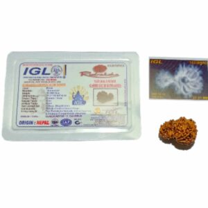 Mantrit (Energized) 9 Mukhi Garbh Gauri Rudraksha 27mm With X-ray Report & Lab Certification - Image 5