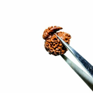 Mantrit (Energized) Natural Sawaar Rudraksha 3 gram & 23mm Certified - Image 3