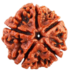 5_mukhi_Rudraksha_w___Red_Thread-removebg-preview