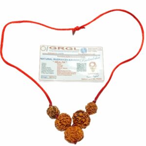 Health Kavach Rudraksha - Combination of 5 mukhi, 5 mukhi,5 mukhi, 3 mukhi & 3 Mukhi Rudraksha - Image 2
