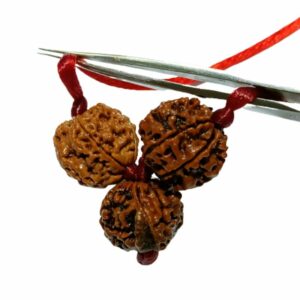 Student Kavach Rudraksha - Combination of 4 Mukhi-Ganesh mukhi-6 Mukhi Rudraksha - Image 2