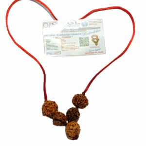 Will Power Kavach Rudraksha - Combination of 4 (2 pieces), Ganesh & 6 (2 pieces ) Mukhi Rudraksha - Image 3