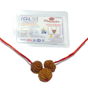 Business Growth Kavach Rudraksha - Combination of 7, 8 & 7 Mukhi Rudraksha - Image 2