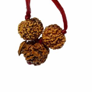 Ganesh Laxmi Kavach Rudraksha - Combination of 7, Ganesh & 7 Mukhi Rudraksha - Image 2