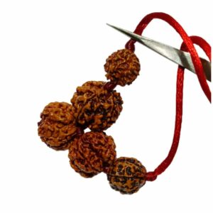 Health Kavach Rudraksha - Combination of 5 mukhi, 5 mukhi,5 mukhi, 3 mukhi & 3 Mukhi Rudraksha - Image 3