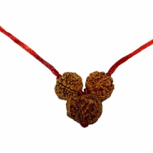 Ganesh Laxmi Kavach Rudraksha - Combination of 7, Ganesh & 7 Mukhi Rudraksha - Image 3